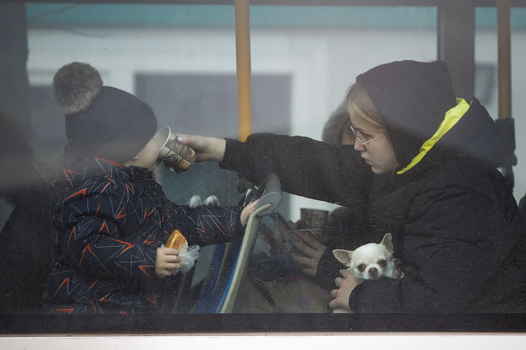 Russia Ukraine War Pets Photo Gallery